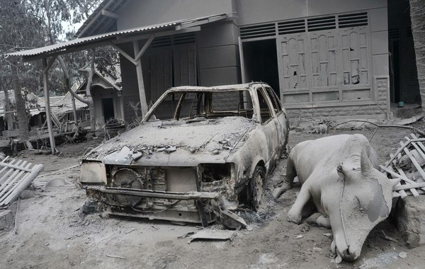 Dust and Ash cover a  home and cow. 